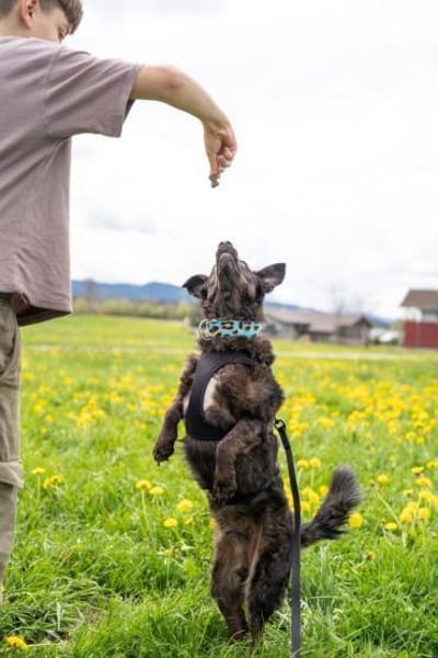 Browny, lernwilliger Rüde, 6J 88299