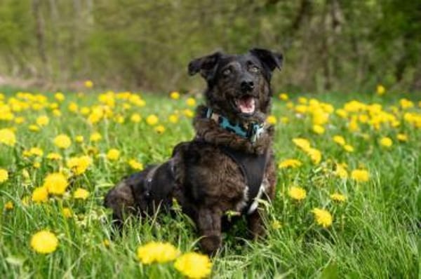 Browny, lernwilliger Rüde, 6J 88299