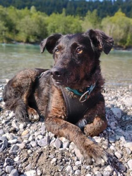 Browny, lernwilliger Rüde, 6J 88299