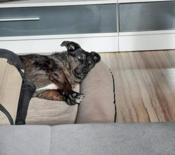 Browny, lernwilliger Rüde, 6J 88299