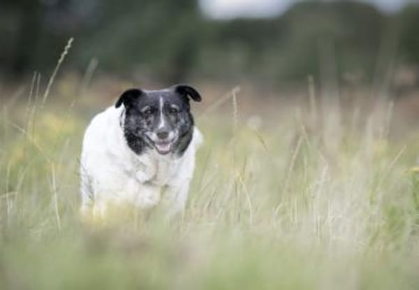 Ginny sucht ihre Familie