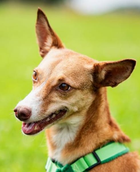 Tilly - kleiner Wirbelwind