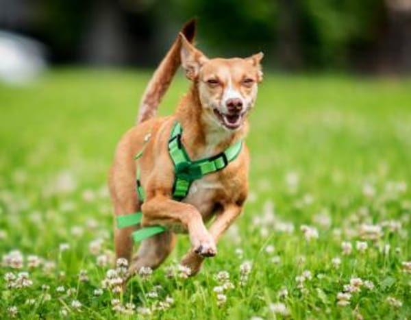 Tilly - kleiner Wirbelwind