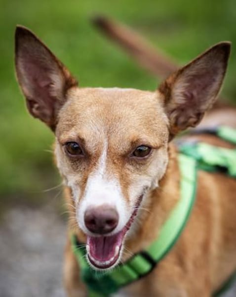 Tilly - kleiner Wirbelwind