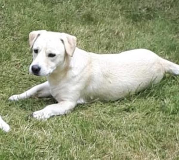 Powerpaket sucht seine Familie