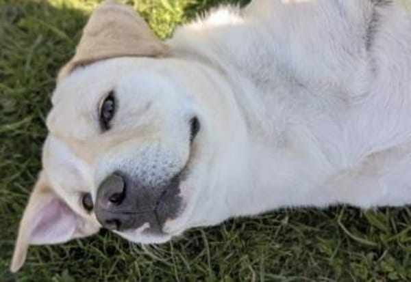 Powerpaket sucht seine Familie