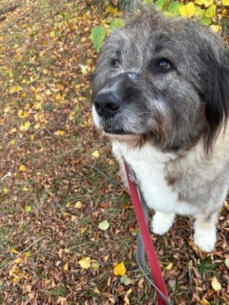 Dringend Pflegestelle/Gnadenplatz ges.