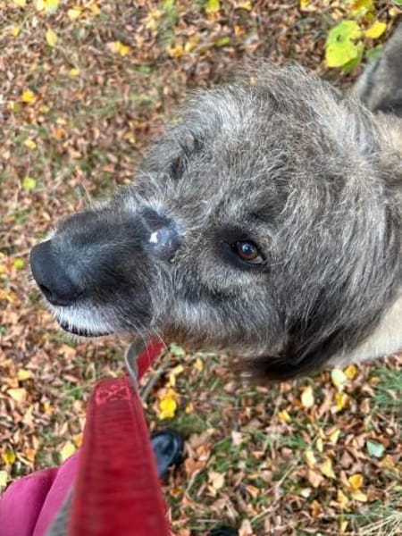 Dringend Pflegestelle/Gnadenplatz ges.