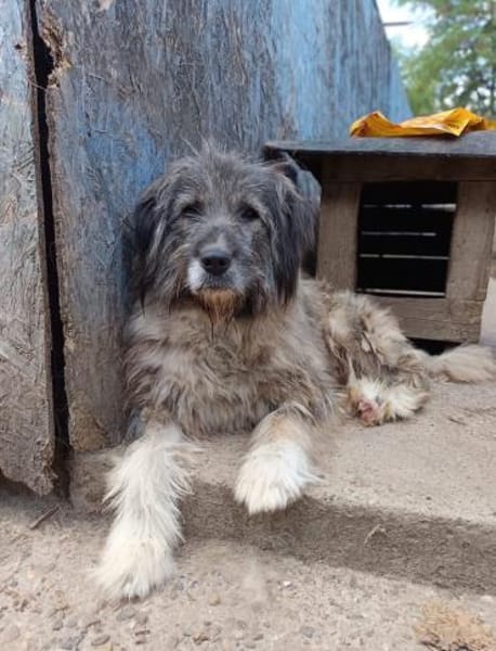 Dringend Pflegestelle/Gnadenplatz ges.