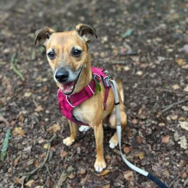 Bailey - aktiv und sensibel