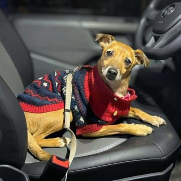 Bailey - aktiv und sensibel