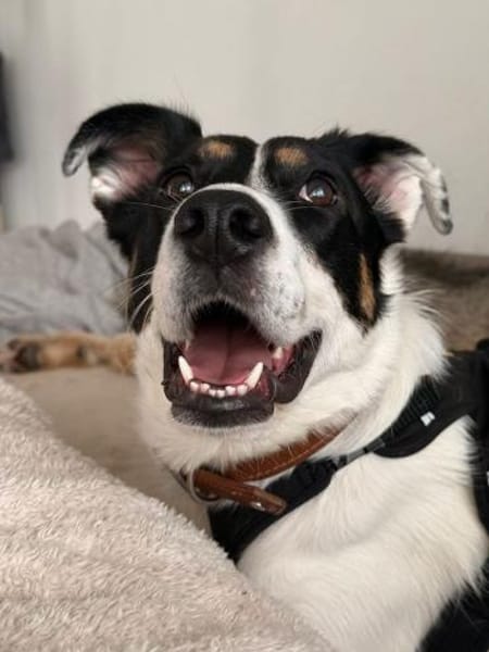 Boroka, entspannte Junghündin,11M 83064