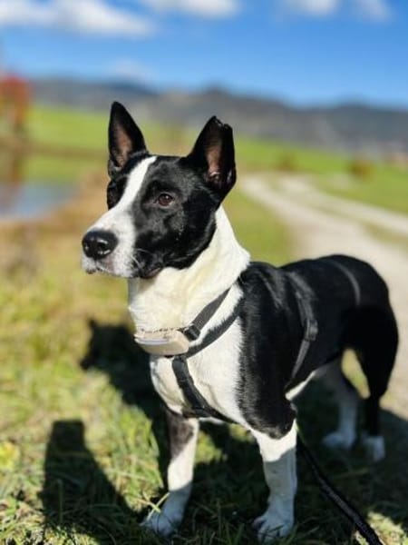 Bütyök, freundlicher Bub, ca. 4 Jahre