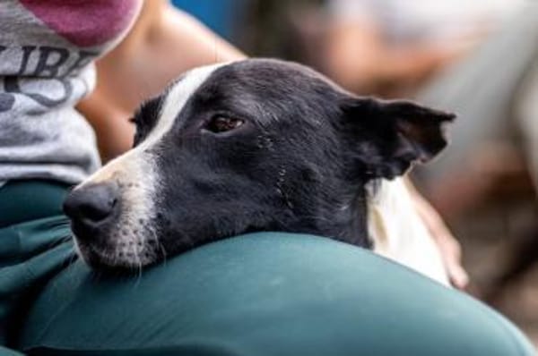 Bütyök, freundlicher Bub, ca. 4 Jahre