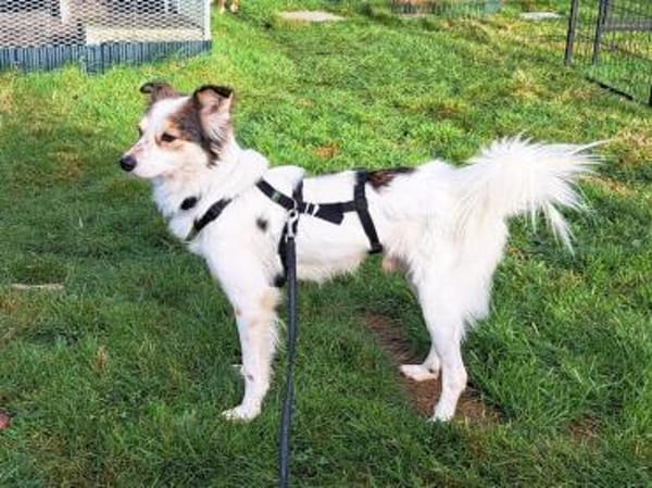 Luca sucht seine Familie