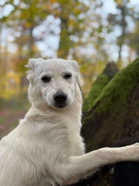 Cami unser schneeweißer Engel