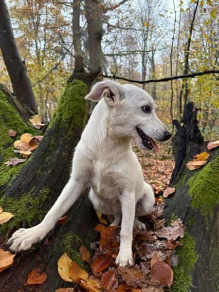 Cami unser schneeweißer Engel