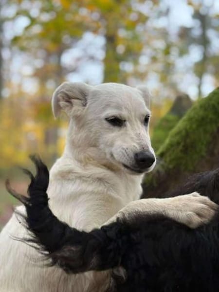 Cami unser schneeweißer Engel