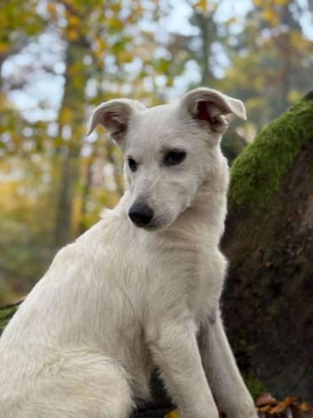 Cami unser schneeweißer Engel