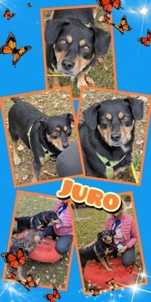 Juro wartet in 91207 Lauf!