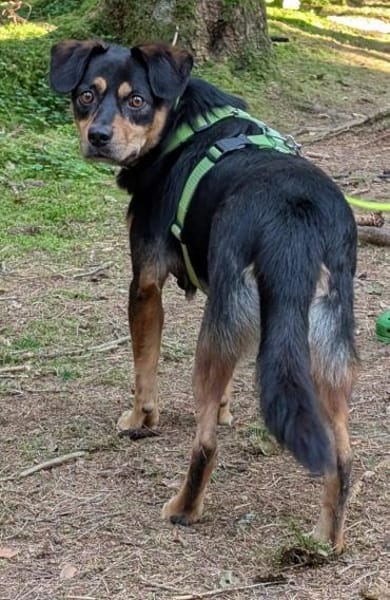 Juro wartet in 91207 Lauf!