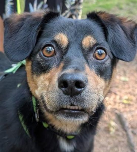 Juro wartet in 91207 Lauf!