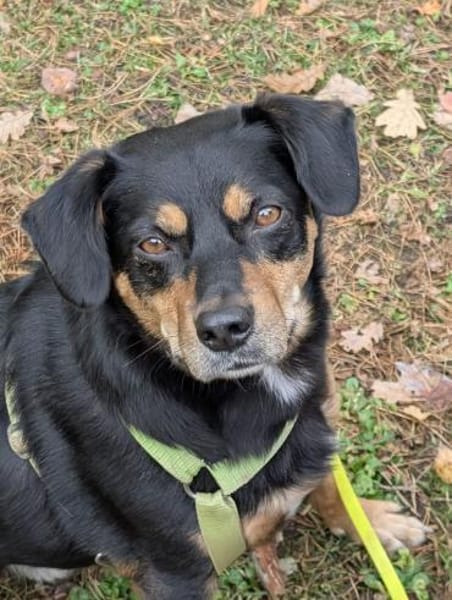 Juro wartet in 91207 Lauf!