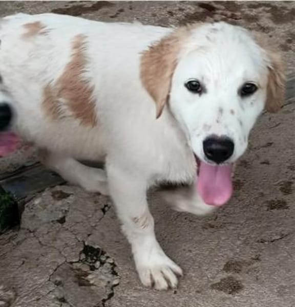 hübsche Maus sucht ihre Menschen 😍