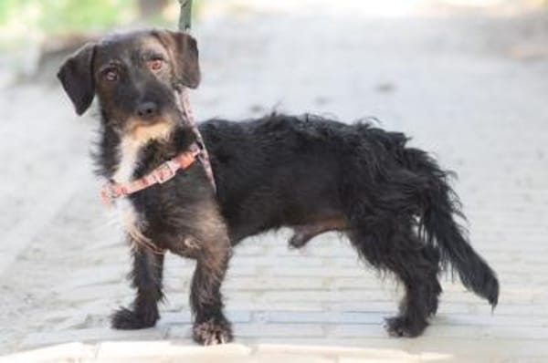 Gismo - freundlich, liebevoll & schüchte