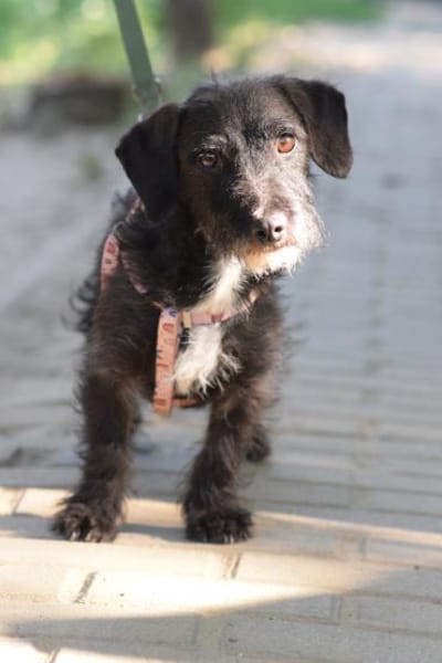 Gismo - freundlich, liebevoll & schüchte