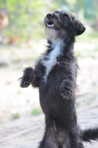 Gismo - freundlich, liebevoll & schüchte