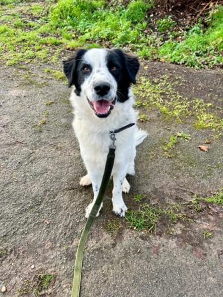 Nico - ein echter -one-man-dog-