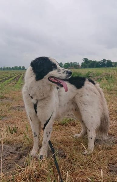 Nico - ein echter -one-man-dog-