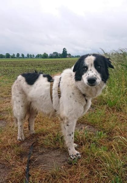 Nico - ein echter -one-man-dog-