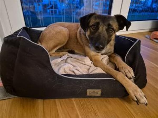 Sitara - wartet in 72108 Rottenburg am N