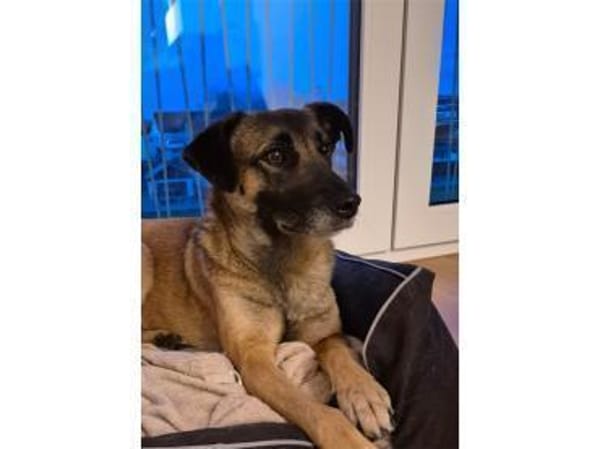 Sitara - wartet in 72108 Rottenburg am N