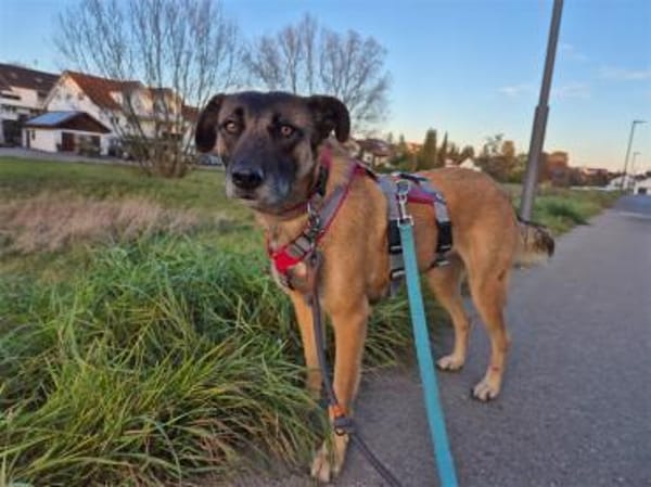 Sitara - wartet in 72108 Rottenburg am N