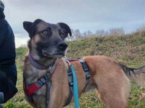 Sitara - wartet in 72108 Rottenburg am N