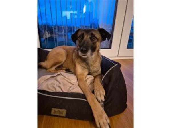 Sitara - wartet in 72108 Rottenburg am N