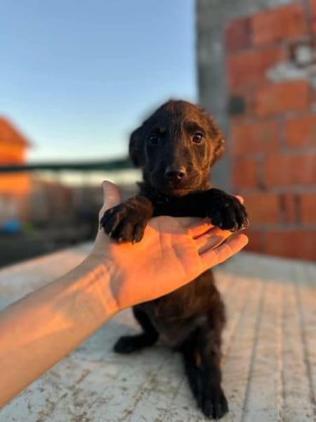 🐾 Baloo sucht sein Zuhause 🏡 🐾