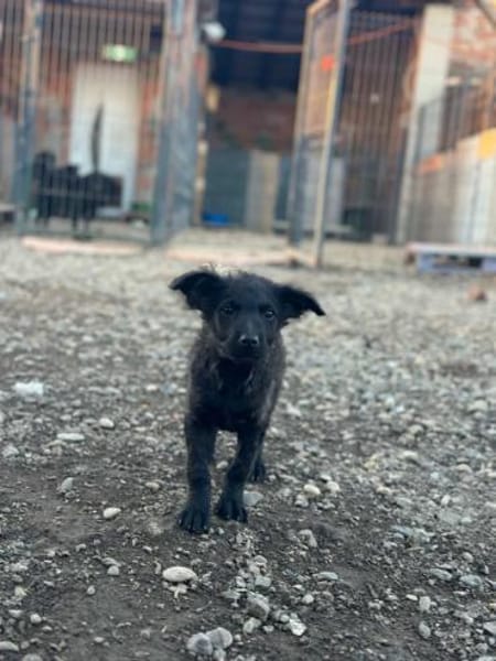 🐾 Baloo sucht sein Zuhause 🏡 🐾