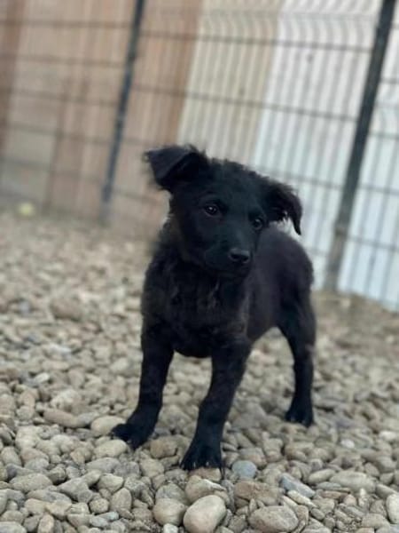 🐾 Baloo sucht sein Zuhause 🏡 🐾