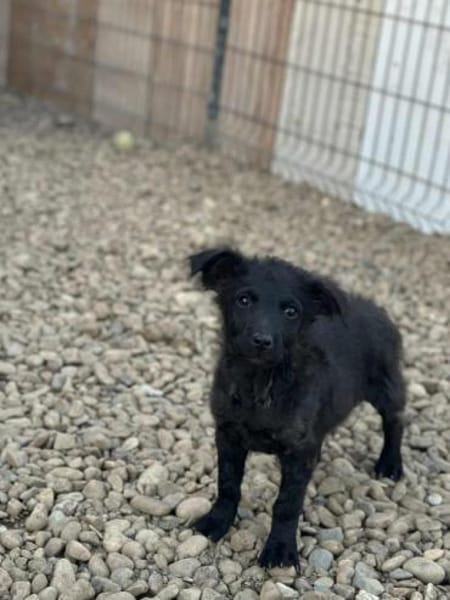 🐾 Baloo sucht sein Zuhause 🏡 🐾