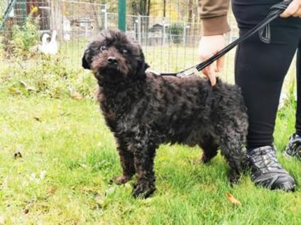 Leon, blinder ganz lieber Rüde