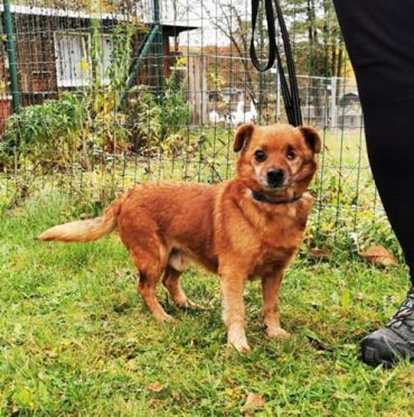 Moritz, freundl. kleiner Rüde