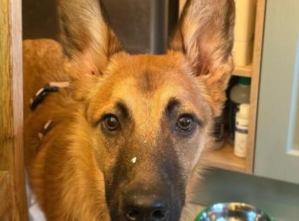 Quincy-junger Rüde sucht seine Menschen