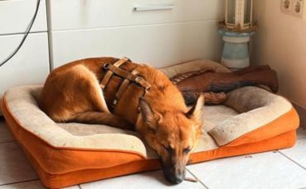 Quincy-junger Rüde sucht seine Menschen