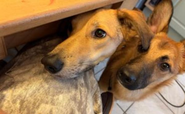 Quincy-junger Rüde sucht seine Menschen