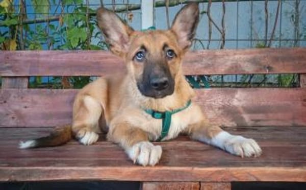 Quincy-junger Rüde sucht seine Menschen