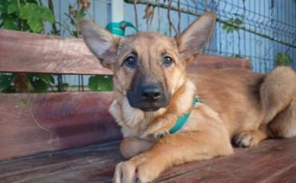 Wer öffnet sein Herz für Tamani ?